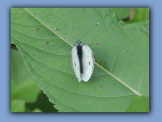 Green-veined White butterfly (male). Hetton Park. 30th July 2023 2.jpg